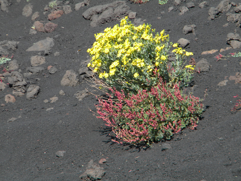 DSCN6437.jpg