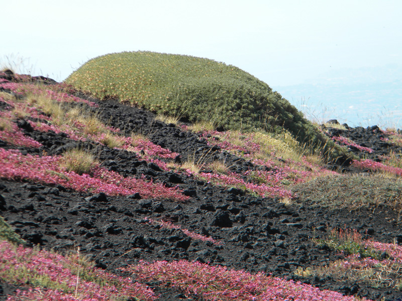 DSCN6447.jpg