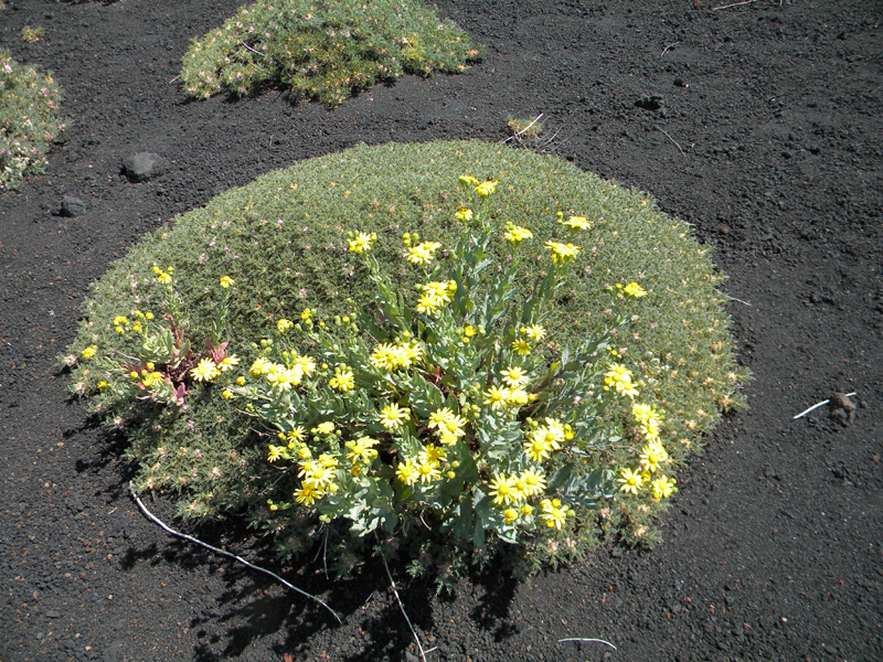 DSCN6466.jpg