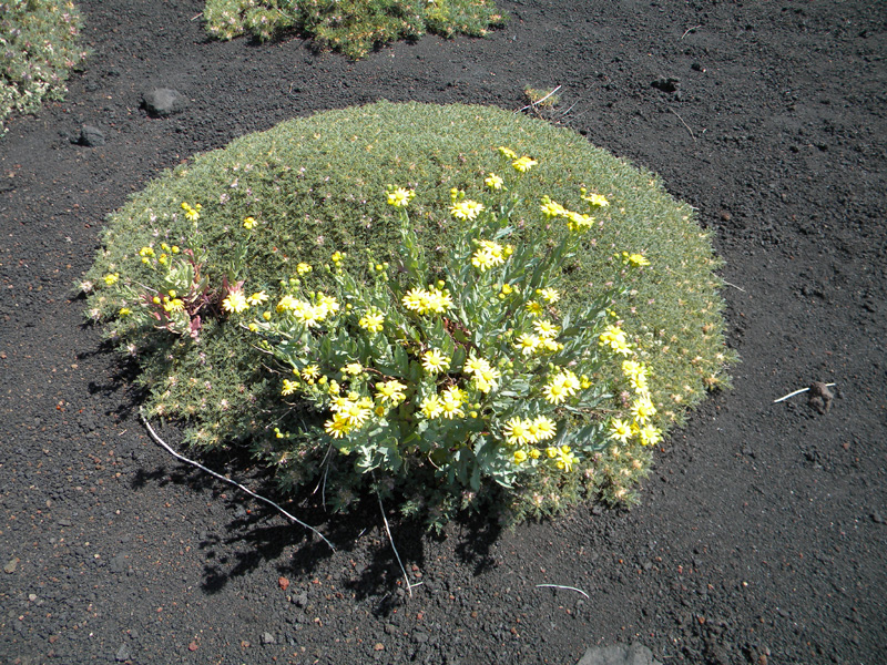 DSCN6467.jpg
