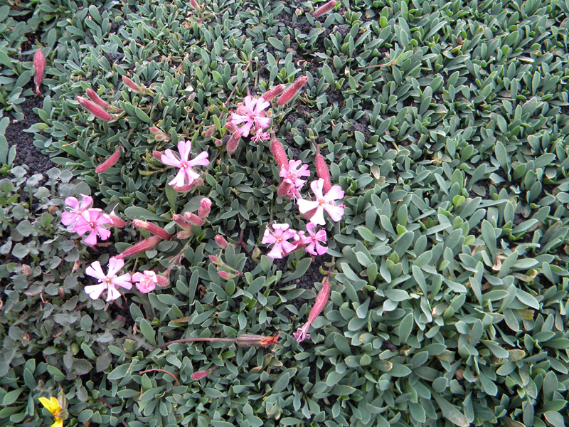 DSCN6617.jpg