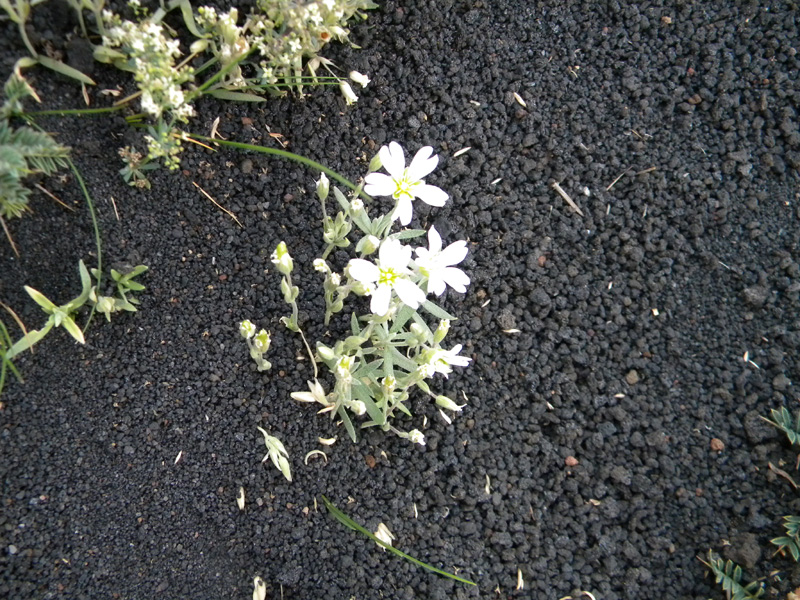 DSCN6618.jpg
