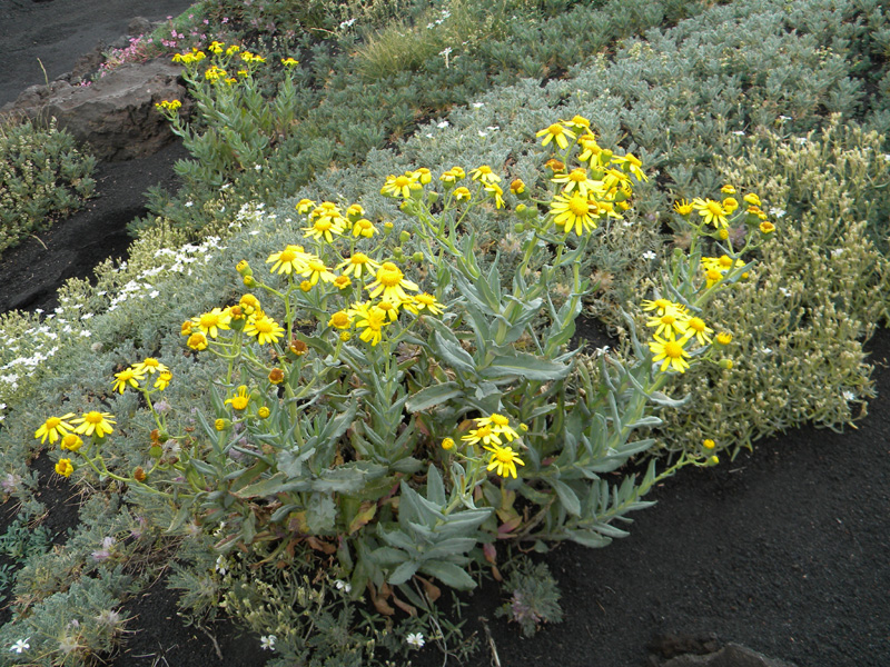 DSCN6620.jpg