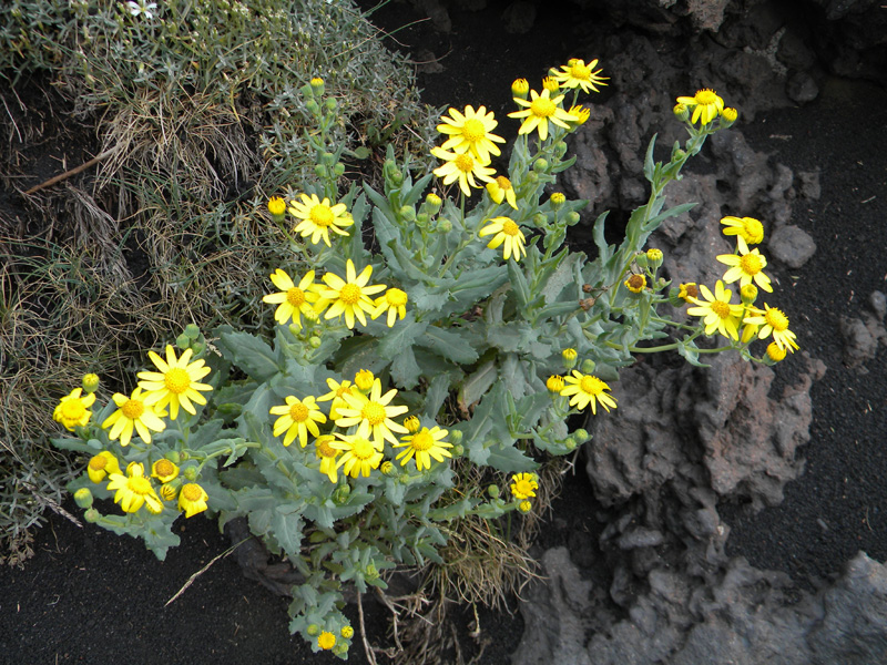 DSCN6621.jpg