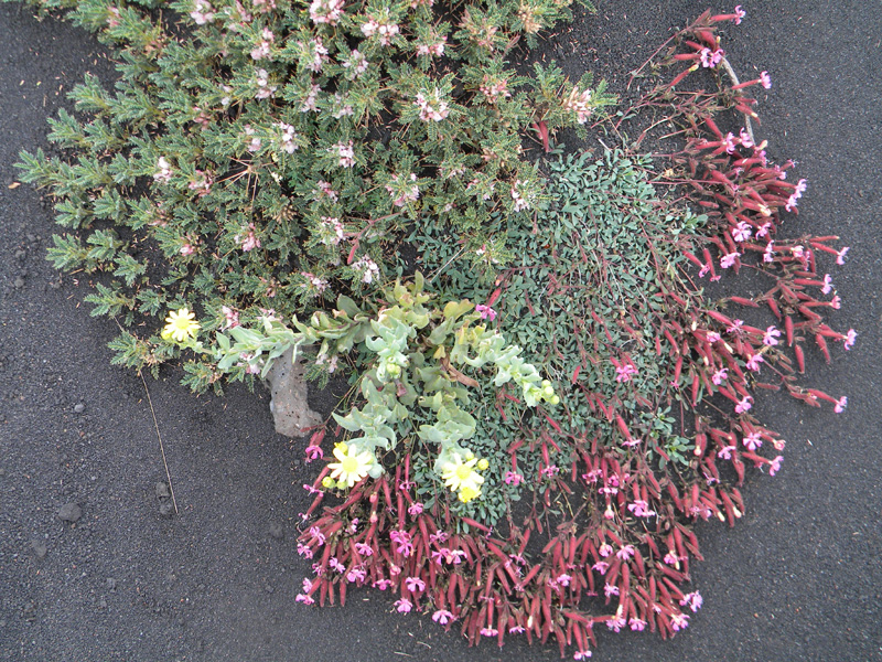 DSCN6624.jpg