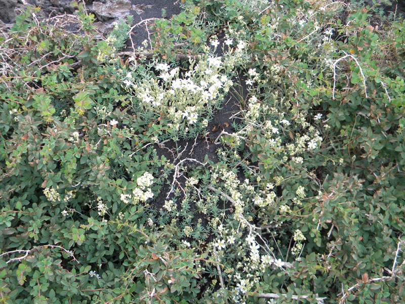 DSCN6625.jpg