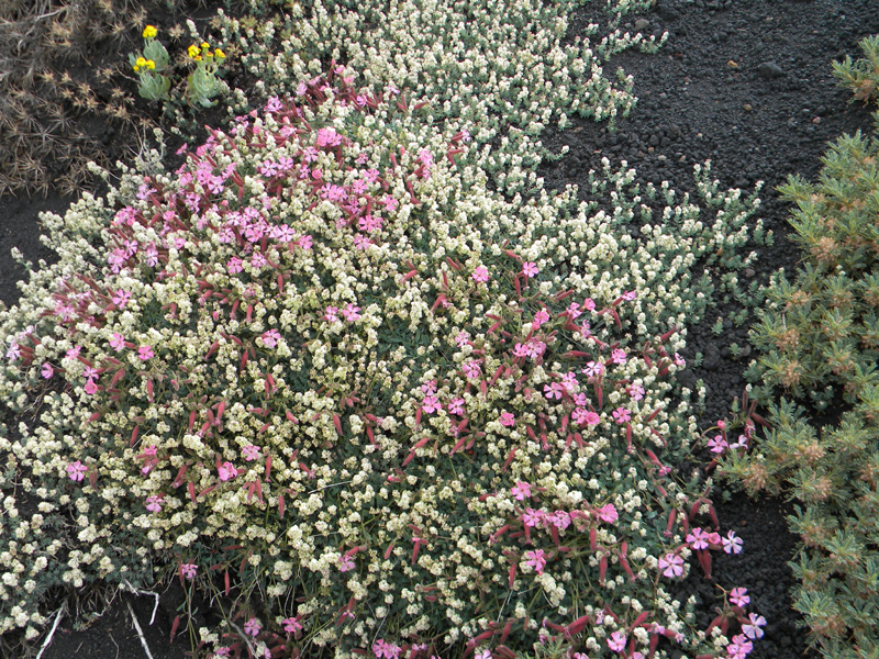 DSCN6626.jpg