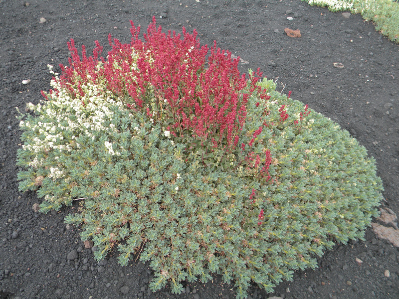 DSCN6627.jpg