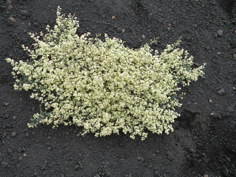 DSCN6629.jpg