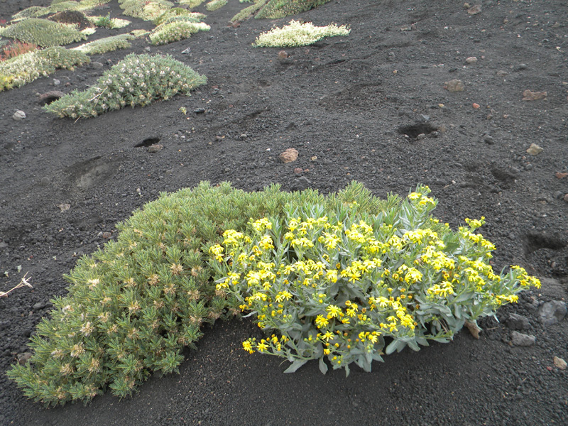 DSCN6630.jpg