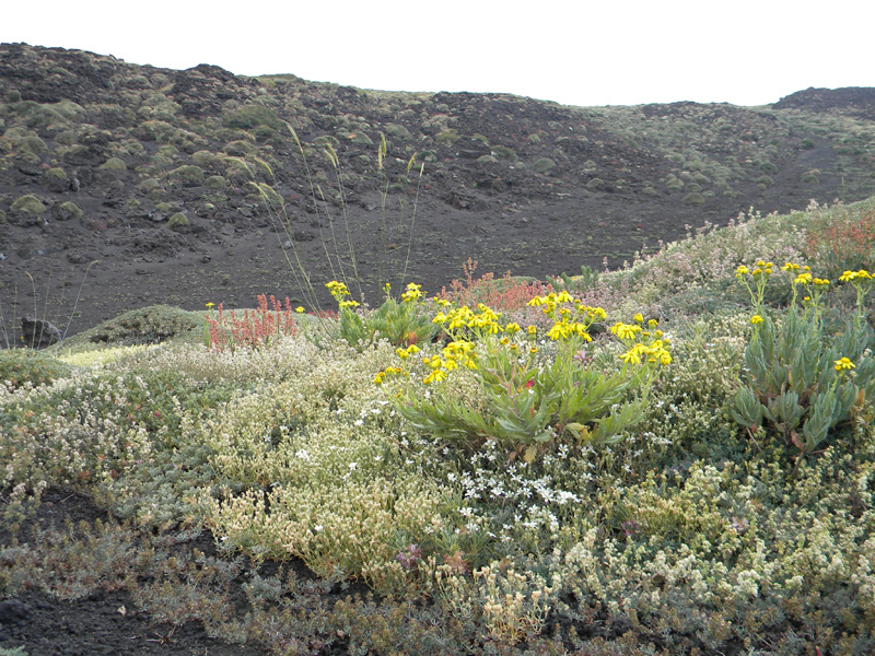 DSCN6631.jpg