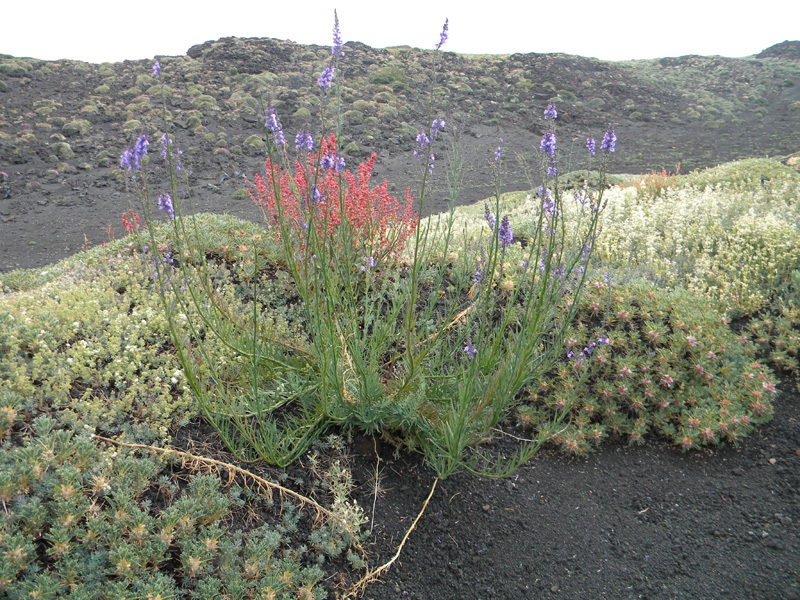 DSCN6632.jpg