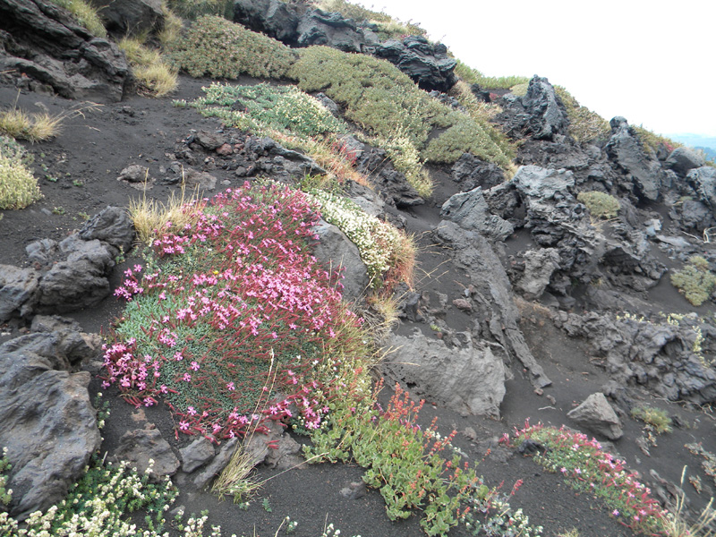 DSCN6633.jpg