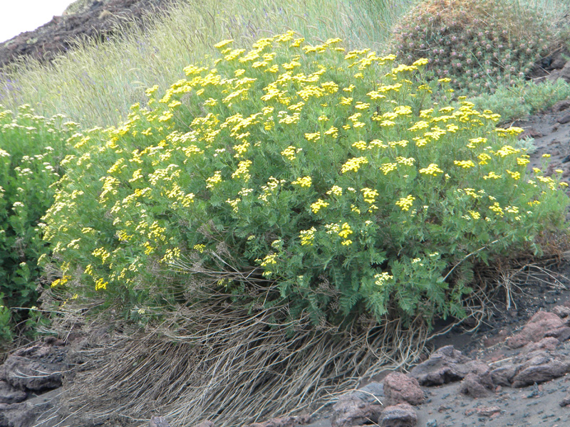 DSCN6645.jpg