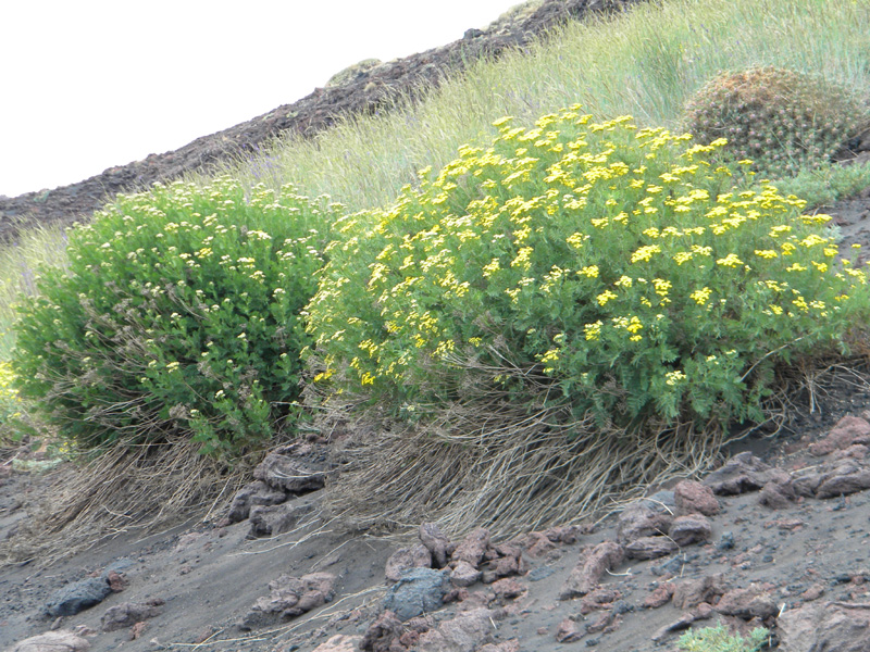DSCN6646.jpg