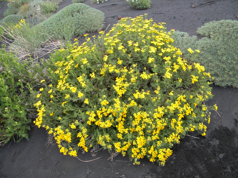 DSCN6647.jpg
