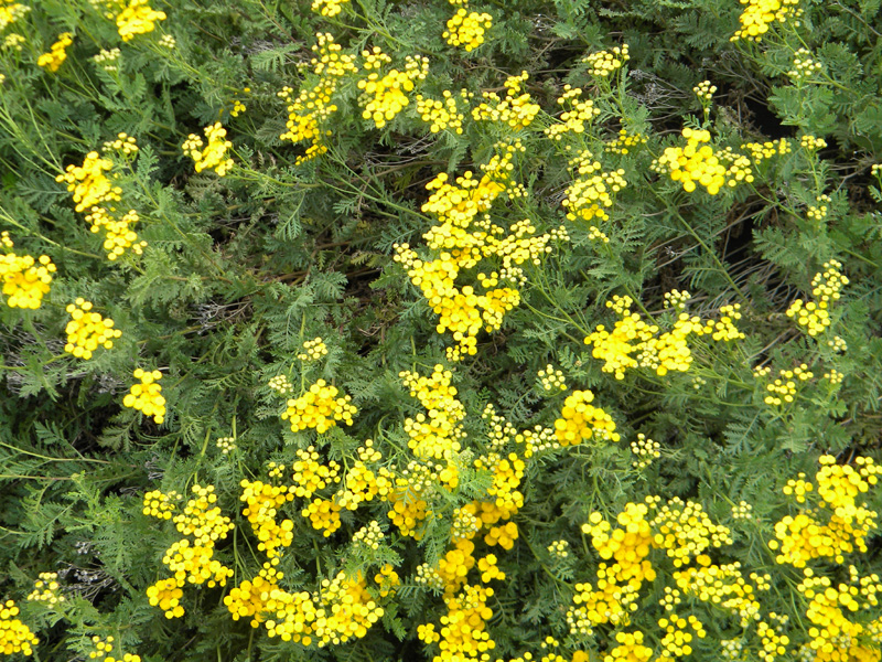 DSCN6648.jpg