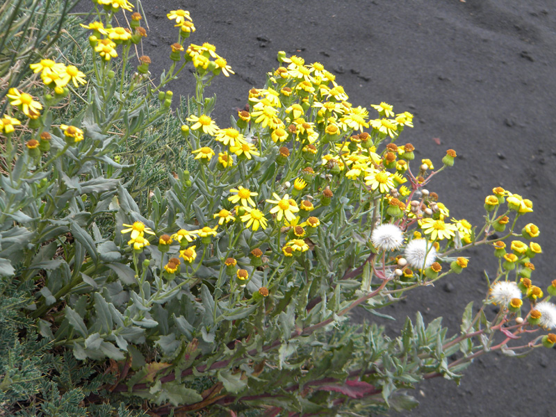 DSCN6651.jpg