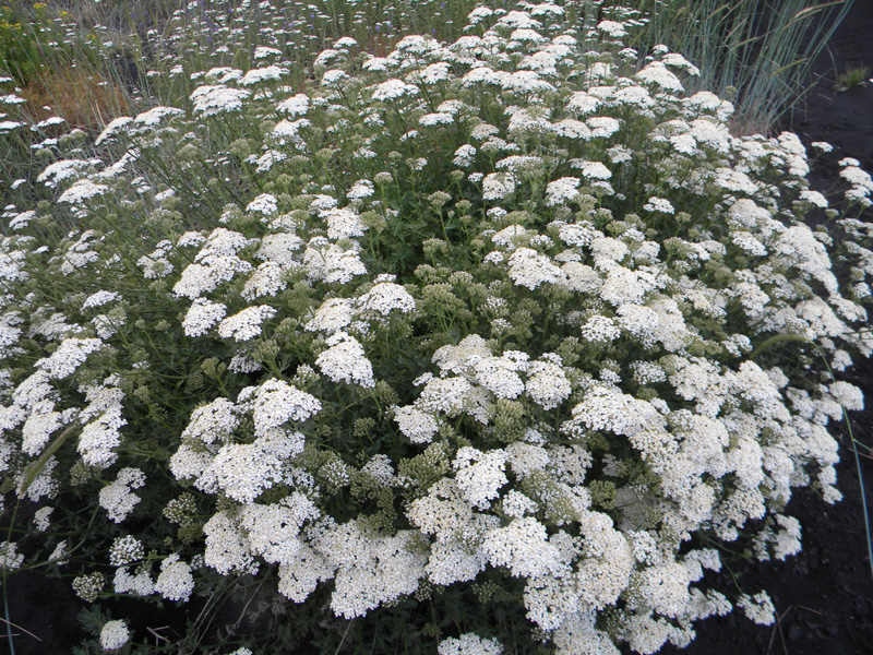 DSCN6652.jpg