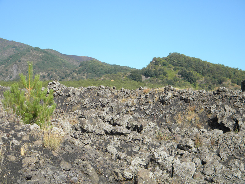 DSCN5298.jpg