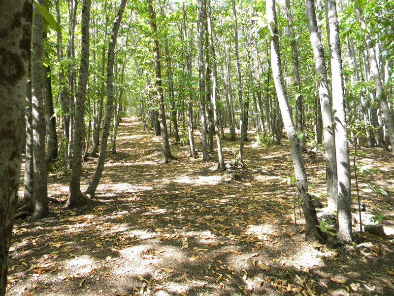 DSCN5345.jpg