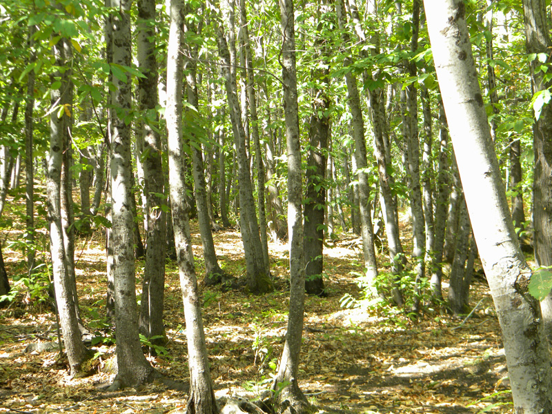 DSCN5346.jpg