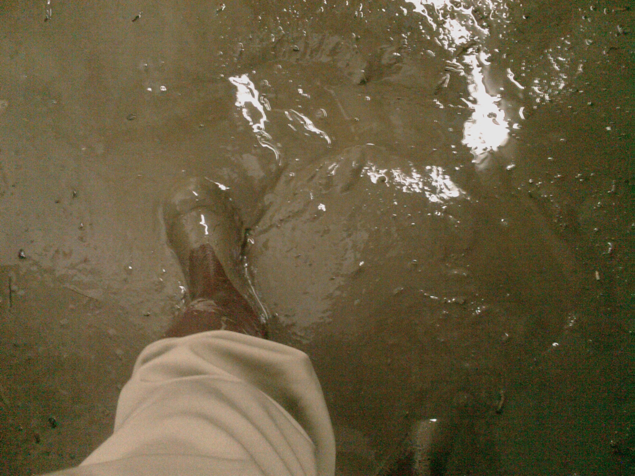IMAG0794.jpg
