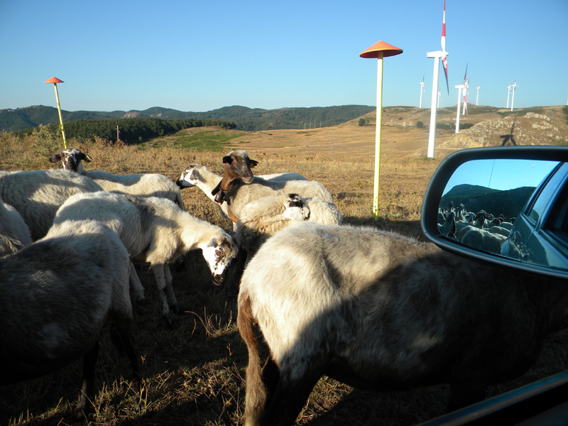 DSCN7019.jpg