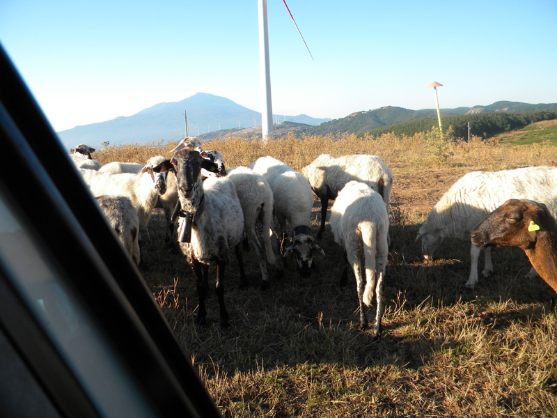 DSCN7021.jpg