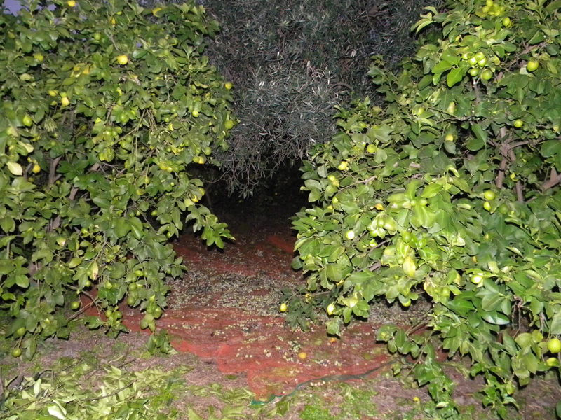 11.jpg